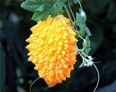 ​这奇葩水果你吃过吗？我大多数第一次见！