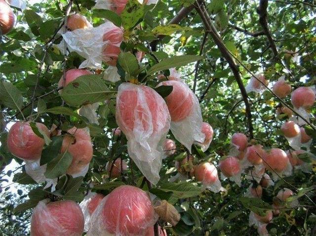 中国哪里的苹果最好吃？这六个地方最有名，有你的家乡吗？