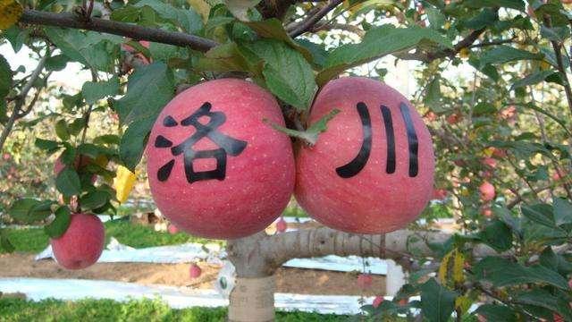 中国哪里的苹果最好吃？这六个地方最有名，有你的家乡吗？