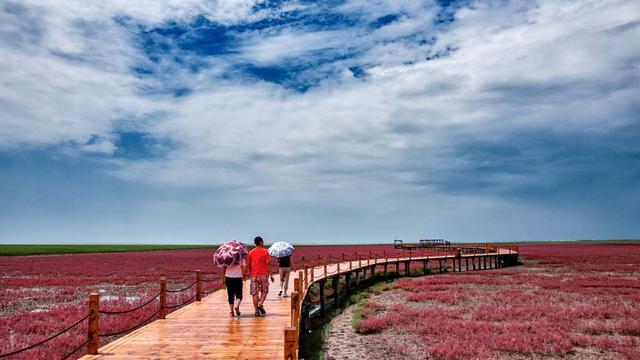 中国最美红色海滩,一年只红一次,场面十分壮观,位于辽宁盘锦!