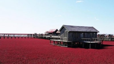 ​中国最美红色海滩,一年只红一次,场面十分壮观,位于辽宁盘锦!