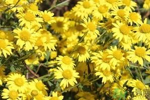 莲子心和菊花能一起喝吗?莲子心和菊花泡水喝的功效