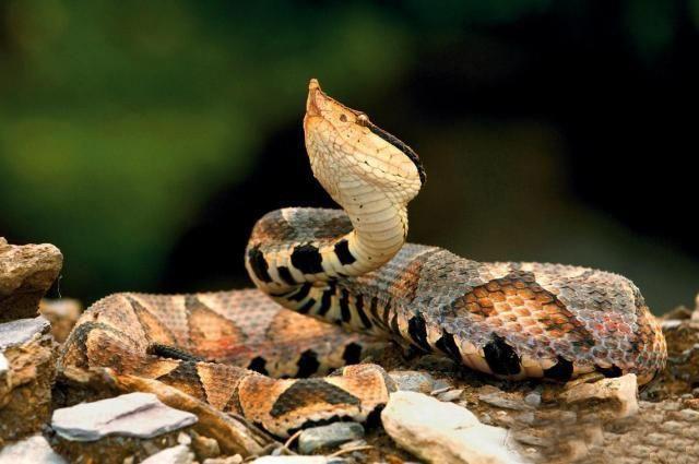 中国最神奇出名的五步蛇,毒性是可以按步数测出来的?