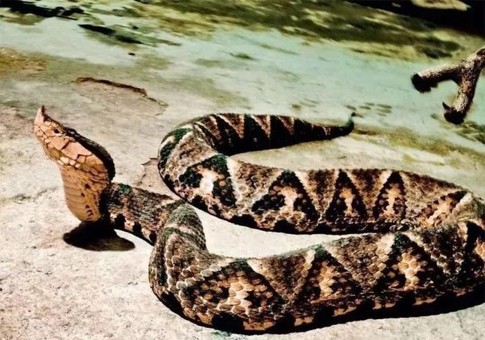 中国最神奇出名的五步蛇,毒性是可以按步数测出来的?