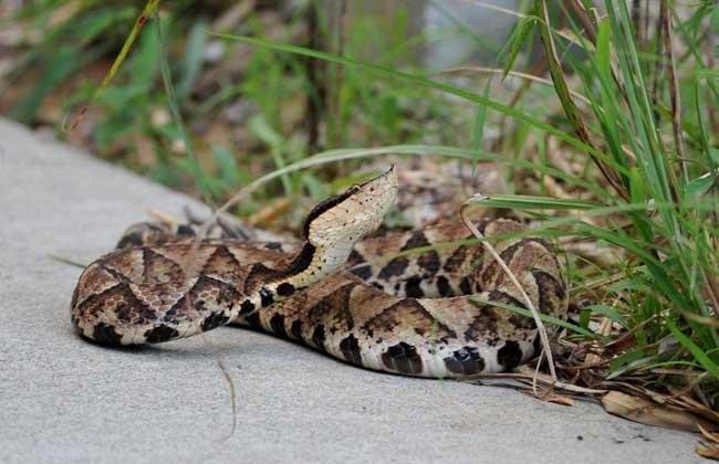 中国最神奇出名的五步蛇,毒性是可以按步数测出来的?