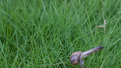 ​一杯清水的养殖：蜗牛怎么养才会不死