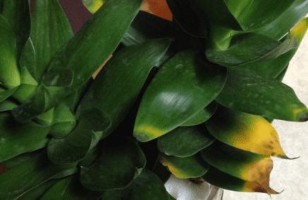 观音竹叶子发黄怎么办 ,此样可以补救观音竹叶黄问题哦