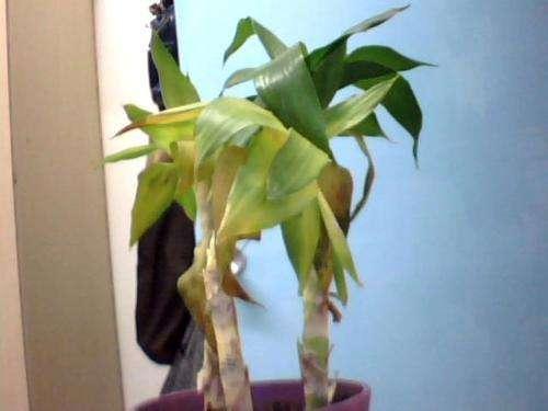 观音竹叶子发黄怎么办 ,此样可以补救观音竹叶黄问题哦