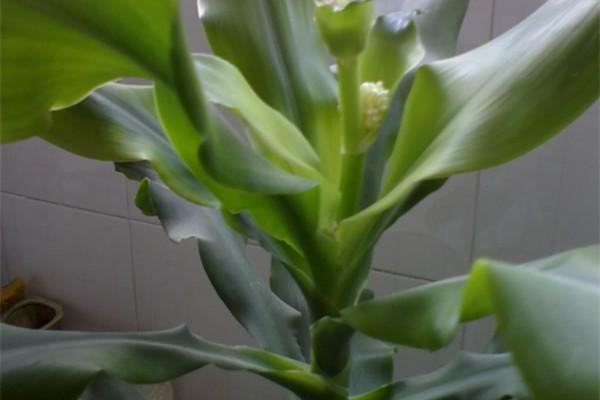 观音竹叶子发黄怎么办 ,此样可以补救观音竹叶黄问题哦