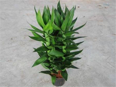 观音竹叶子发黄怎么办 ,此样可以补救观音竹叶黄问题哦