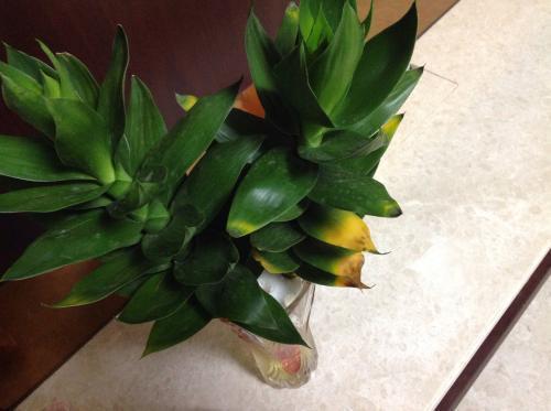 观音竹叶子发黄怎么办 ,此样可以补救观音竹叶黄问题哦