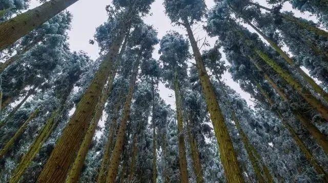 重庆下雪了！这些地方已美如幻境！周末去玩雪吧
