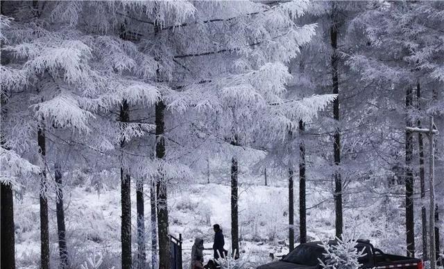 重庆下雪了！这些地方已美如幻境！周末去玩雪吧