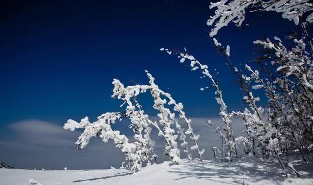 重庆下雪了！这些地方已美如幻境！周末去玩雪吧