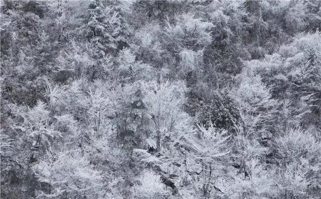 重庆下雪了！这些地方已美如幻境！周末去玩雪吧
