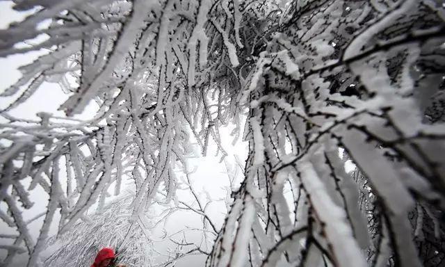重庆下雪了！这些地方已美如幻境！周末去玩雪吧