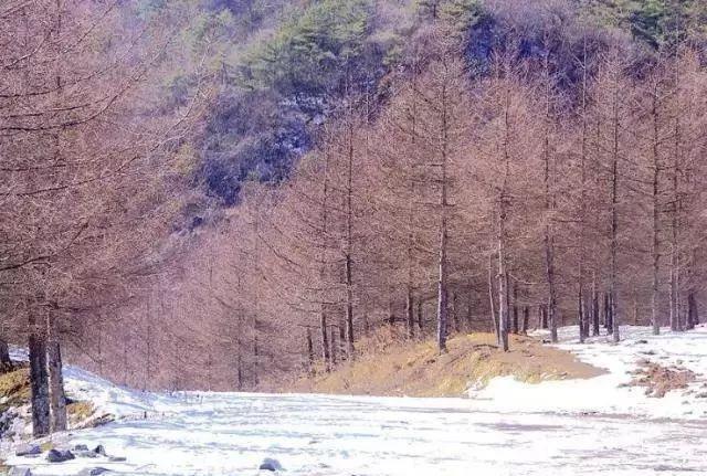 重庆下雪了！这些地方已美如幻境！周末去玩雪吧