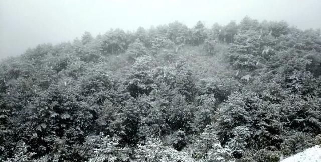 重庆下雪了！这些地方已美如幻境！周末去玩雪吧
