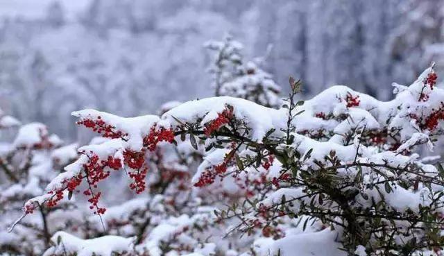 重庆下雪了！这些地方已美如幻境！周末去玩雪吧