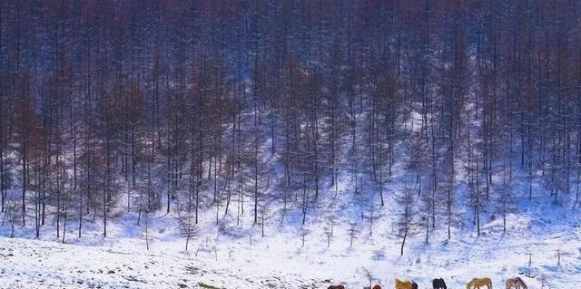 重庆下雪了！这些地方已美如幻境！周末去玩雪吧
