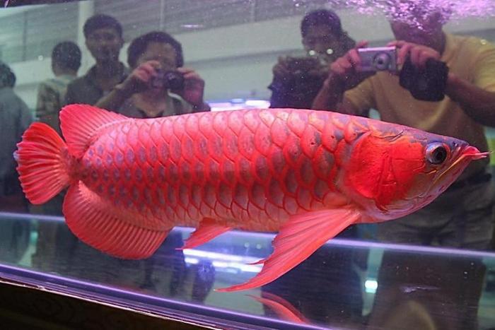 全世界最贵的鱼有哪些？血红龙高达500万还不能吃
