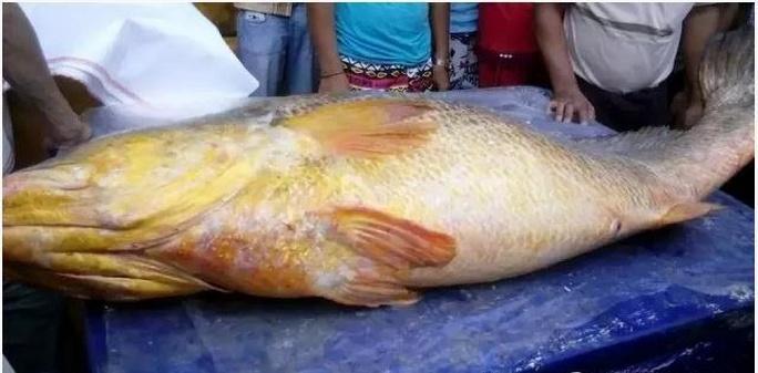 全世界最贵的鱼有哪些？血红龙高达500万还不能吃