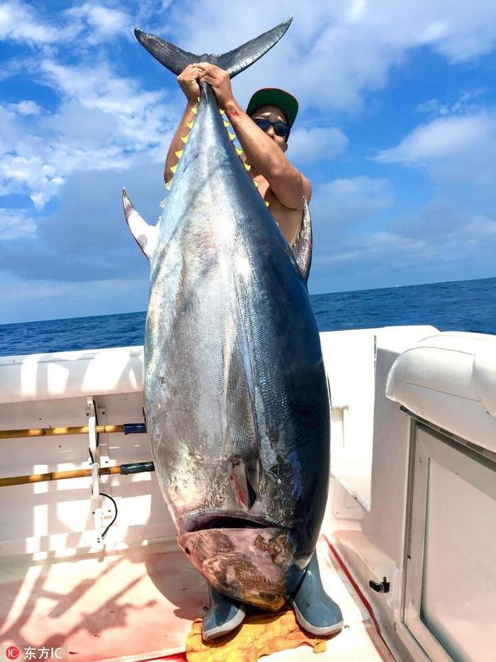 全世界最贵的鱼有哪些？血红龙高达500万还不能吃