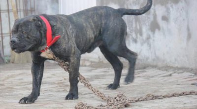 ​最应该被送入监狱的恶犬，没想到它居然也在名单中