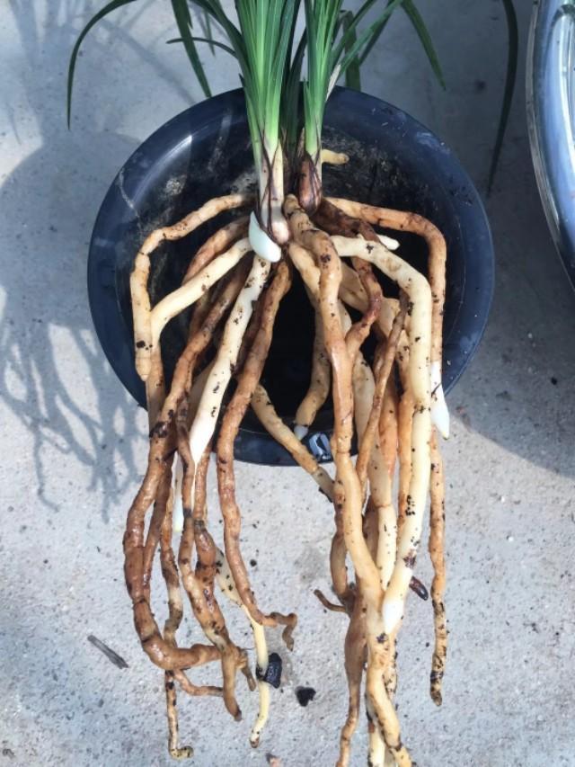 野生兰花怎么养?要从浇水,光照,温度,施肥等几个方面注意就行