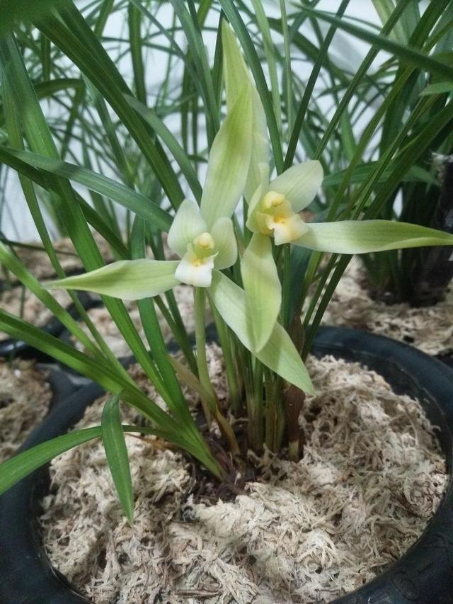 野生兰花怎么养?要从浇水,光照,温度,施肥等几个方面注意就行