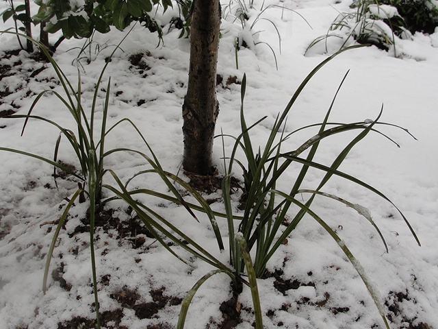 野生兰花怎么养?要从浇水,光照,温度,施肥等几个方面注意就行