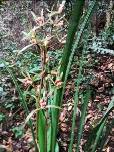 ​野生兰花怎么养？要从浇水，光照，温度，施肥等几个方面注意就行