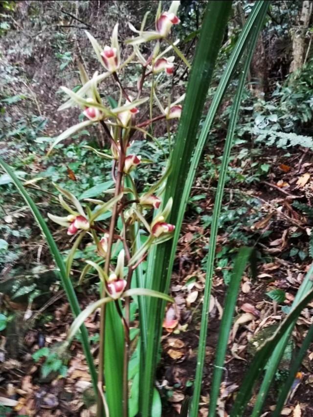 野生兰花怎么养?要从浇水,光照,温度,施肥等几个方面注意就行
