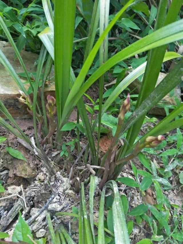 野生兰花怎么养?要从浇水,光照,温度,施肥等几个方面注意就行