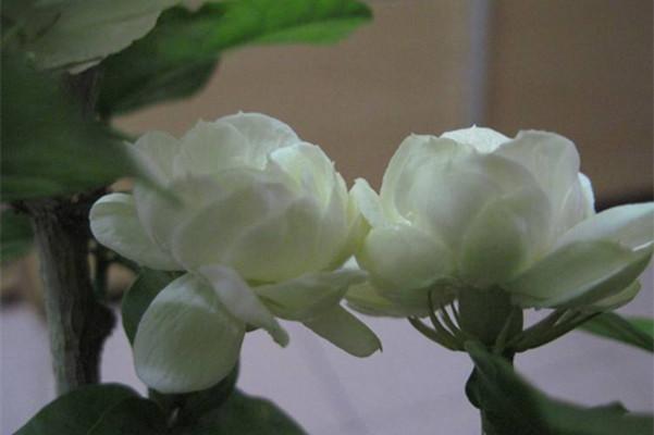 盆栽花卉宝珠茉莉花怎么养护?