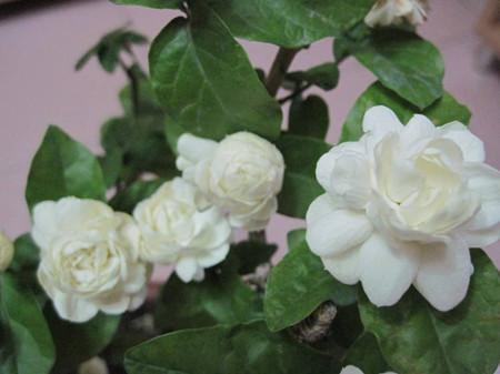 盆栽花卉宝珠茉莉花怎么养护?