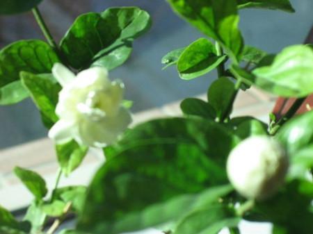 盆栽花卉宝珠茉莉花怎么养护?