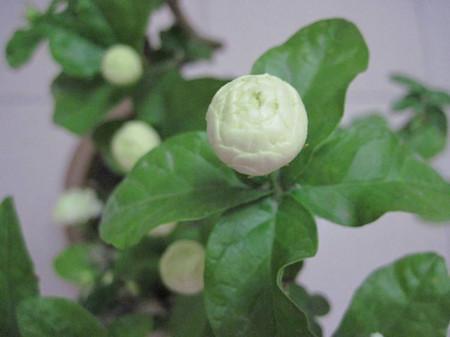 盆栽花卉宝珠茉莉花怎么养护?