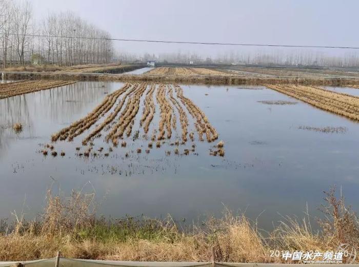 开春小龙虾养殖受挫，这些“坑”千万不能再踩