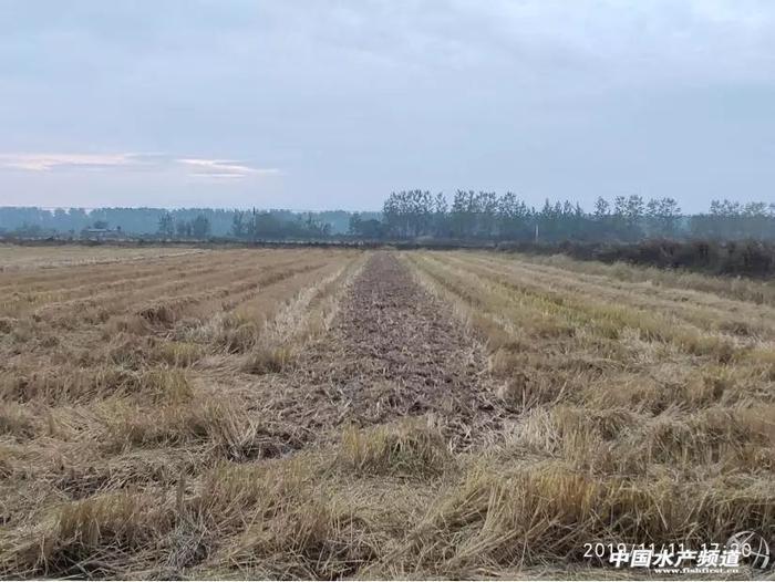 开春小龙虾养殖受挫，这些“坑”千万不能再踩