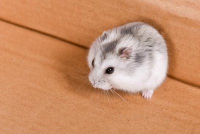 ​全球10大最省心又好养的宠物，仓鼠，金鱼入选，最后两个太奇葩