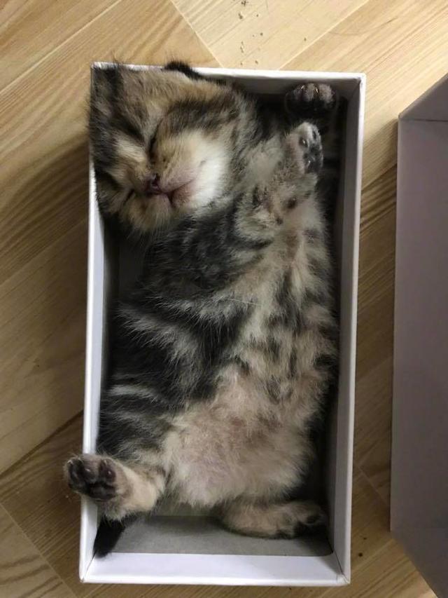 送给女友的小奶猫,十分可爱,给我来一打!