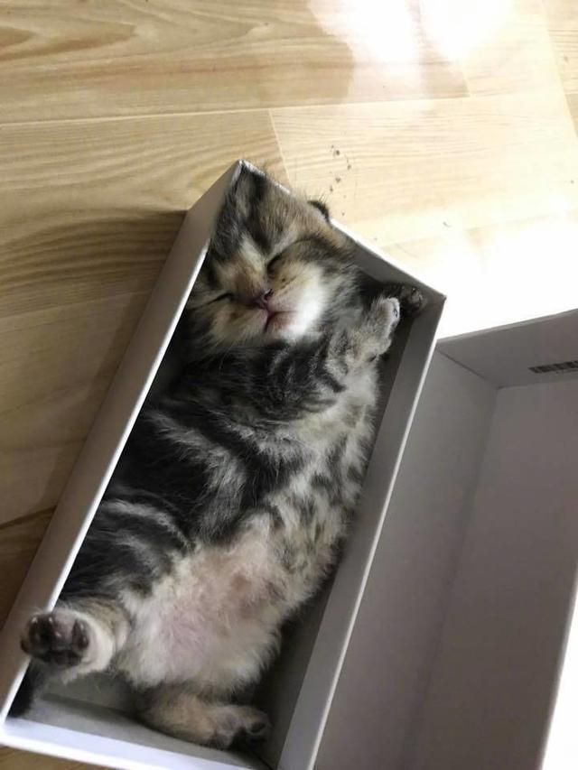 送给女友的小奶猫,十分可爱,给我来一打!