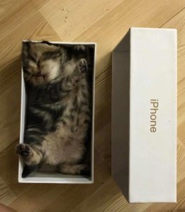 ​送给女友的小奶猫，十分可爱，给我来一打！