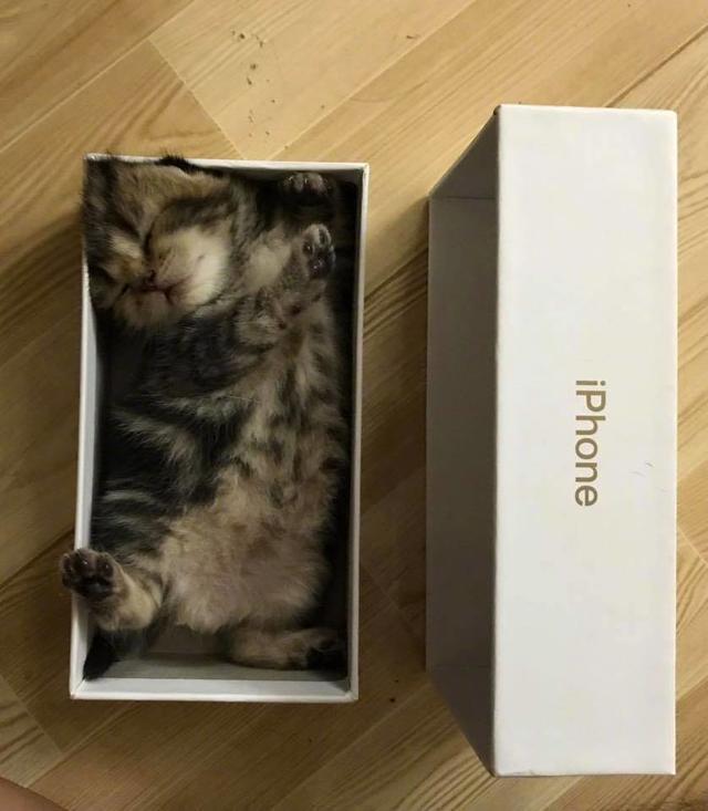 送给女友的小奶猫,十分可爱,给我来一打!