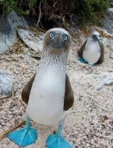 ​最怪异的生物,图三可不断长出大脑,最后一个九头鸟,可变九种头脸