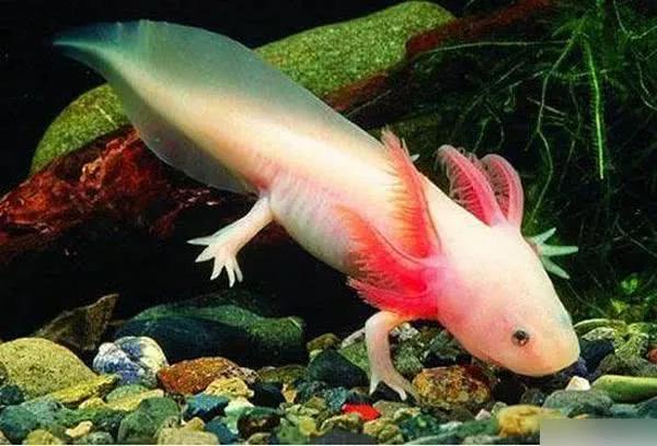 最怪异的生物,图三可不断长出大脑,最后一个九头鸟,可变九种头脸