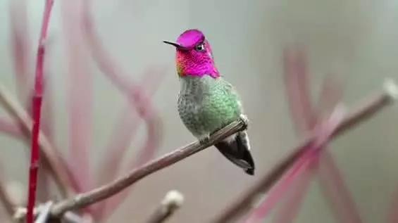 最怪异的生物,图三可不断长出大脑,最后一个九头鸟,可变九种头脸