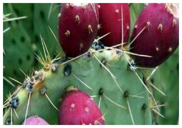 中国最珍贵的五种水果，吃过二种算是土豪，最后一种很多人没见过