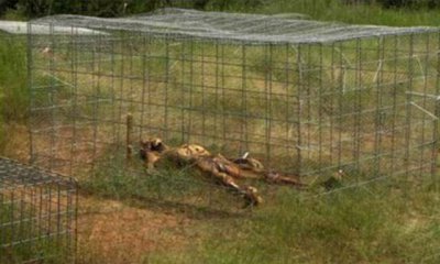 ​最惊悚的农场，种植的居然是尸体